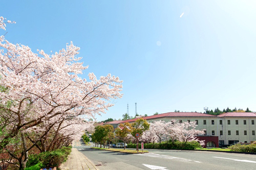 キャンパスの桜