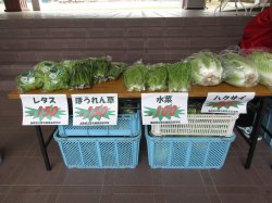 △みずみずしい野菜たち