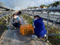 鳥取県産の「イチゴ」を応援！『援農ボランティア体験ツアー』に参加しました